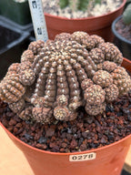 Gymnocalycium Ragonesei Cluster | Rare Live Collector Cactus #278