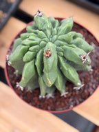 Ferocactus Horridus Brevispinus Mostruoso #570