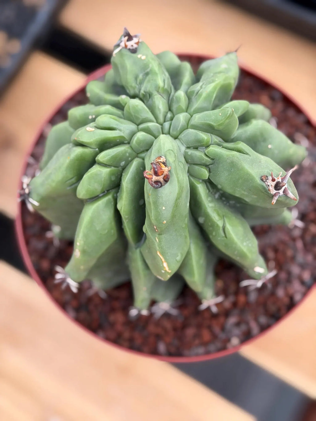 Ferocactus Horridus Brevispinus Mostruoso #570
