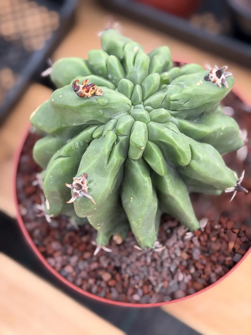 Ferocactus Horridus Brevispinus Mostruoso #570
