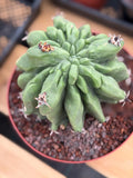 Ferocactus Horridus Brevispinus Mostruoso #570