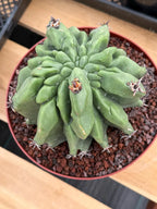 Ferocactus Horridus Brevispinus Mostruoso #570