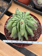 Ferocactus Horridus Brevispinus Mostruoso #570