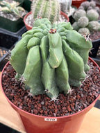 Ferocactus Horridus Brevispinus Mostruoso #570