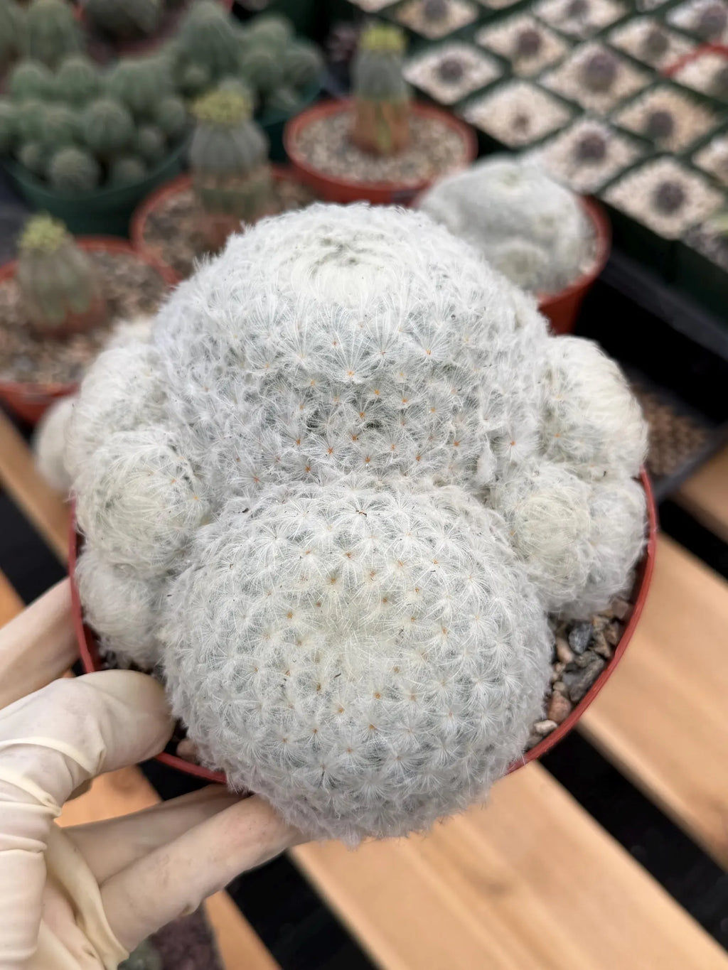 6-Inch Mammillaria Plumosa | White Fuzzy Feather Cactus