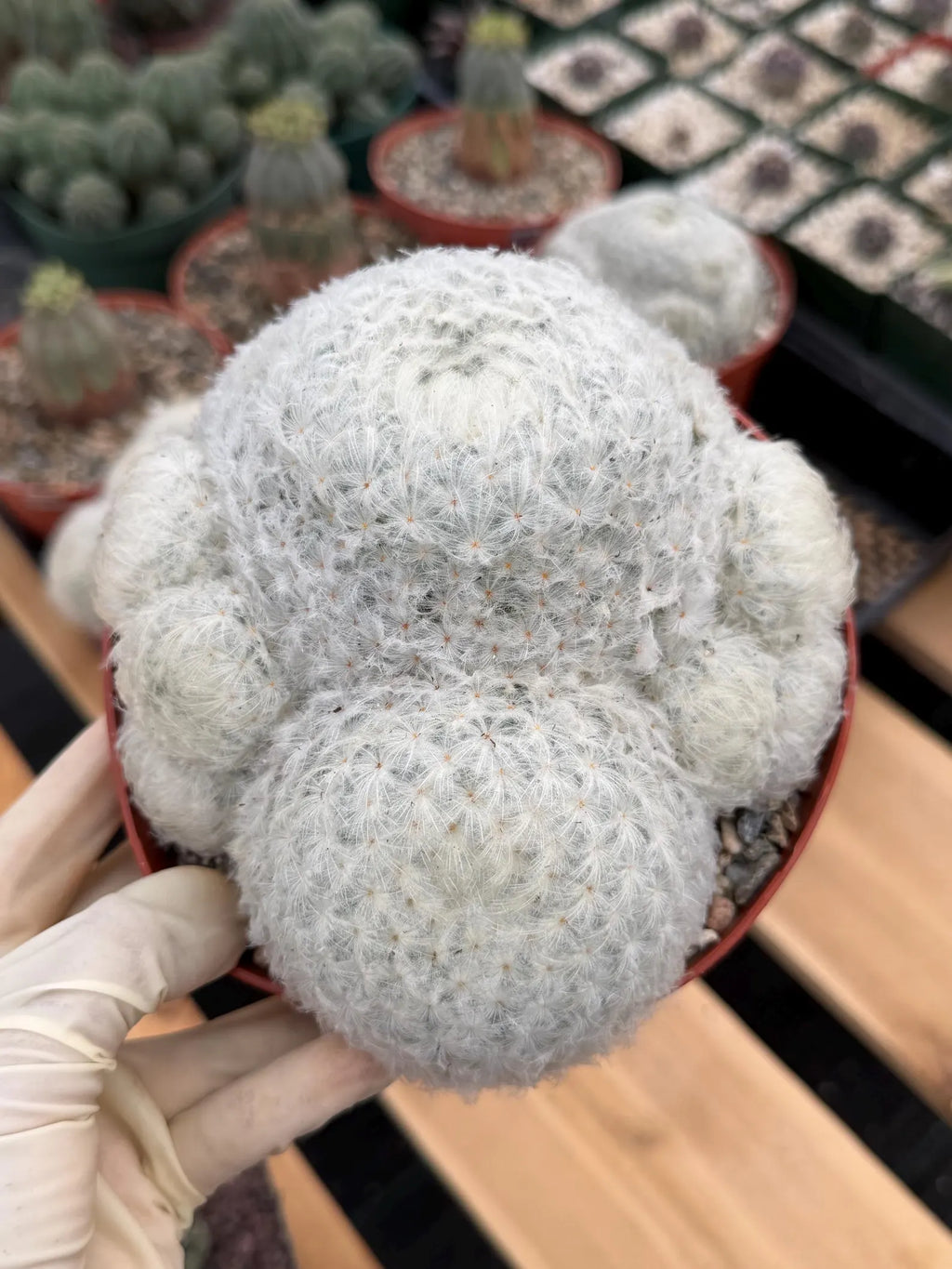 6-Inch Mammillaria Plumosa | White Fuzzy Feather Cactus