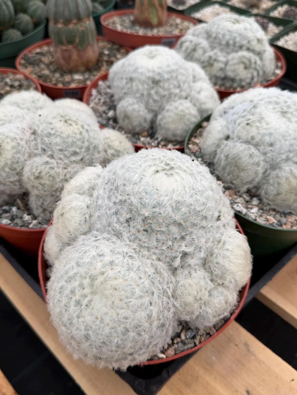 6-Inch Mammillaria Plumosa | White Fuzzy Feather Cactus