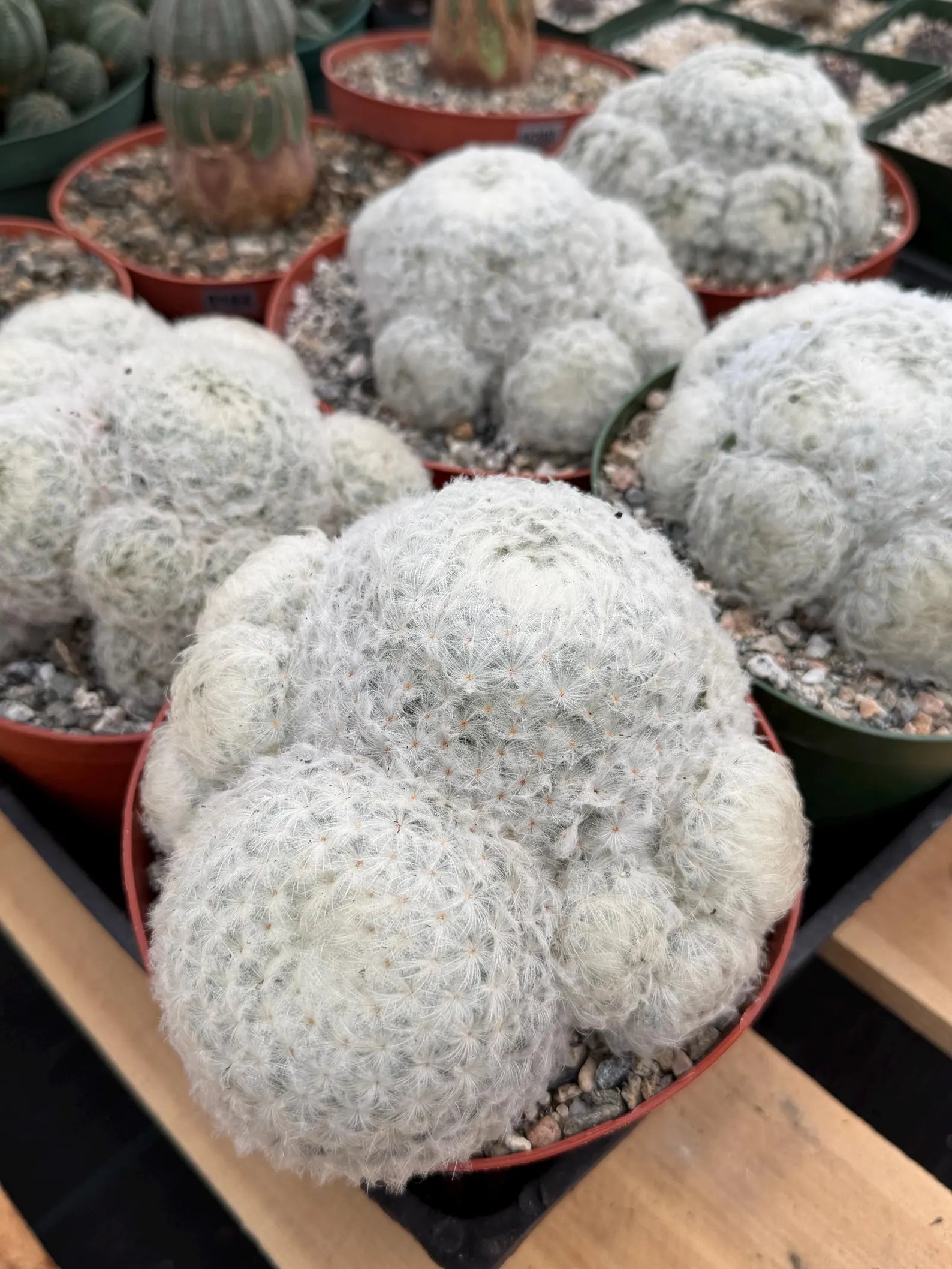 6-Inch Mammillaria Plumosa | White Fuzzy Feather Cactus
