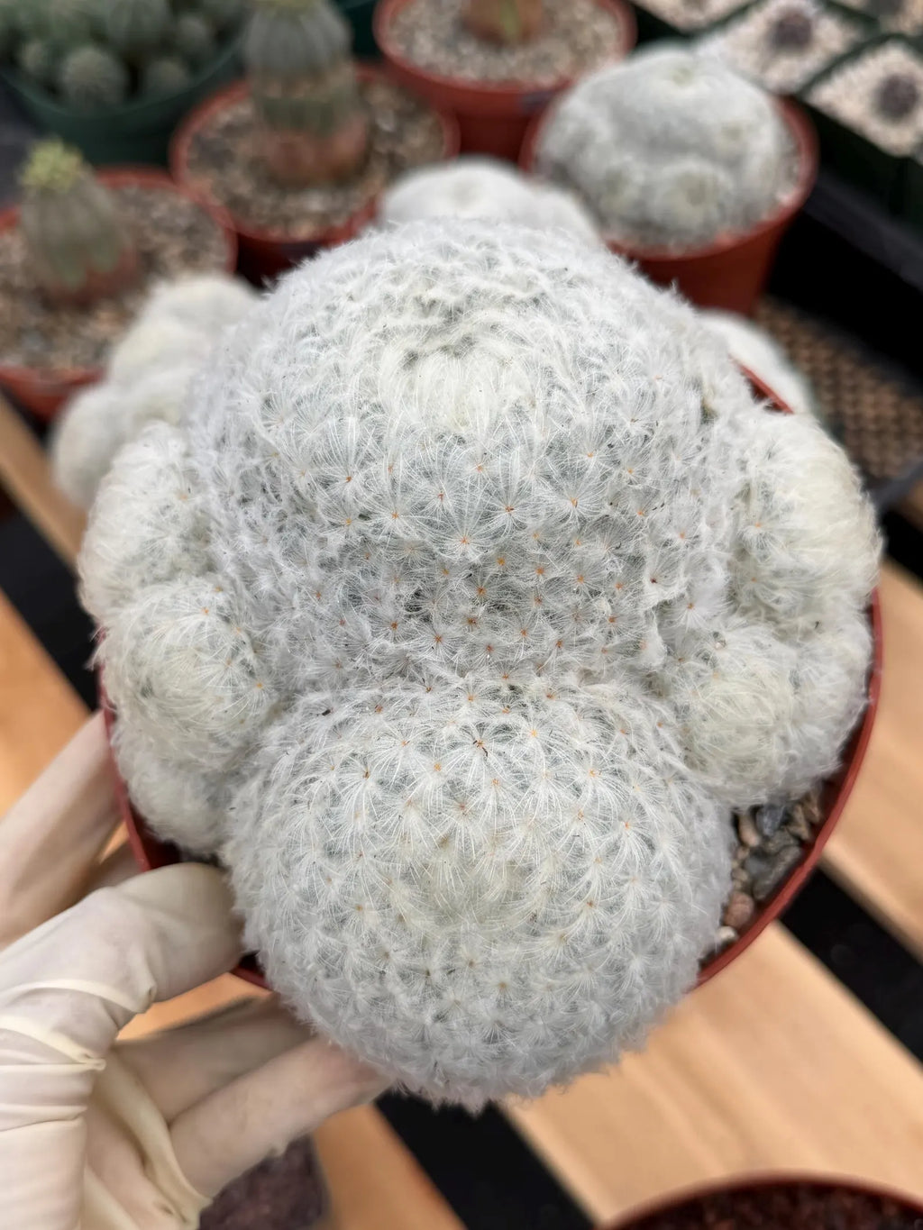 6-Inch Mammillaria Plumosa | White Fuzzy Feather Cactus