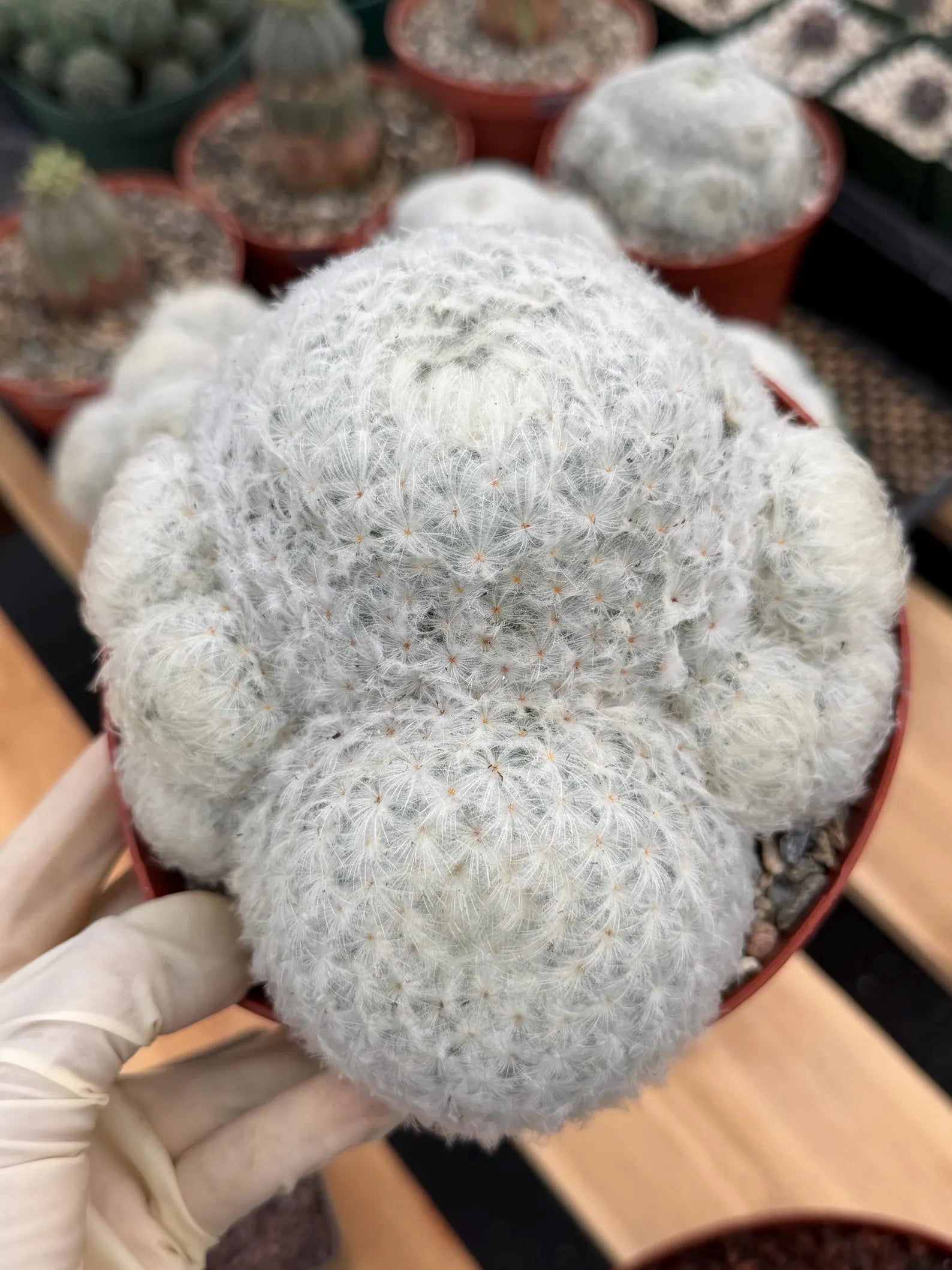 6-Inch Mammillaria Plumosa | White Fuzzy Feather Cactus