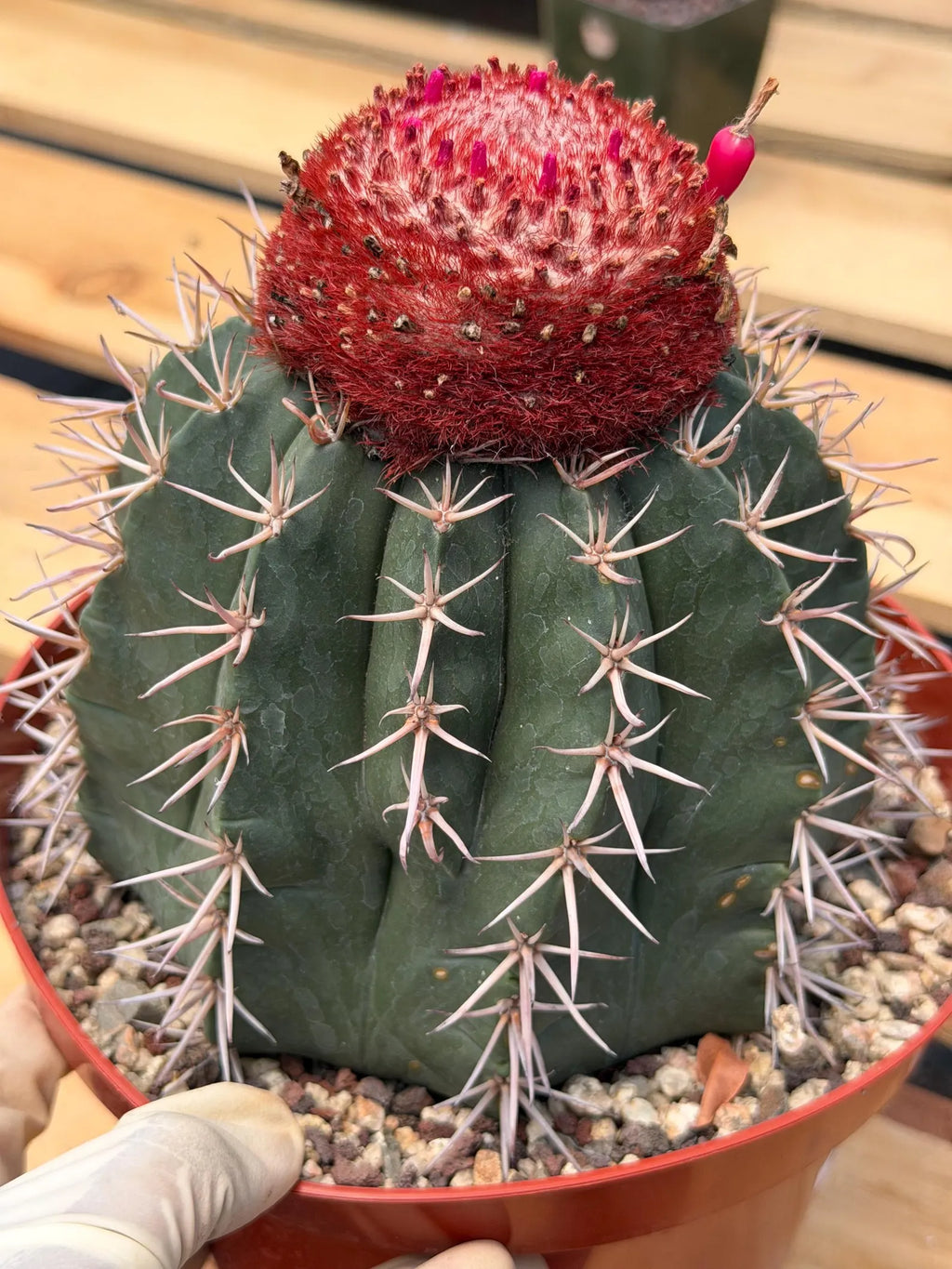 Melocactus Matanzanus | Rare Live Specimen Cactus