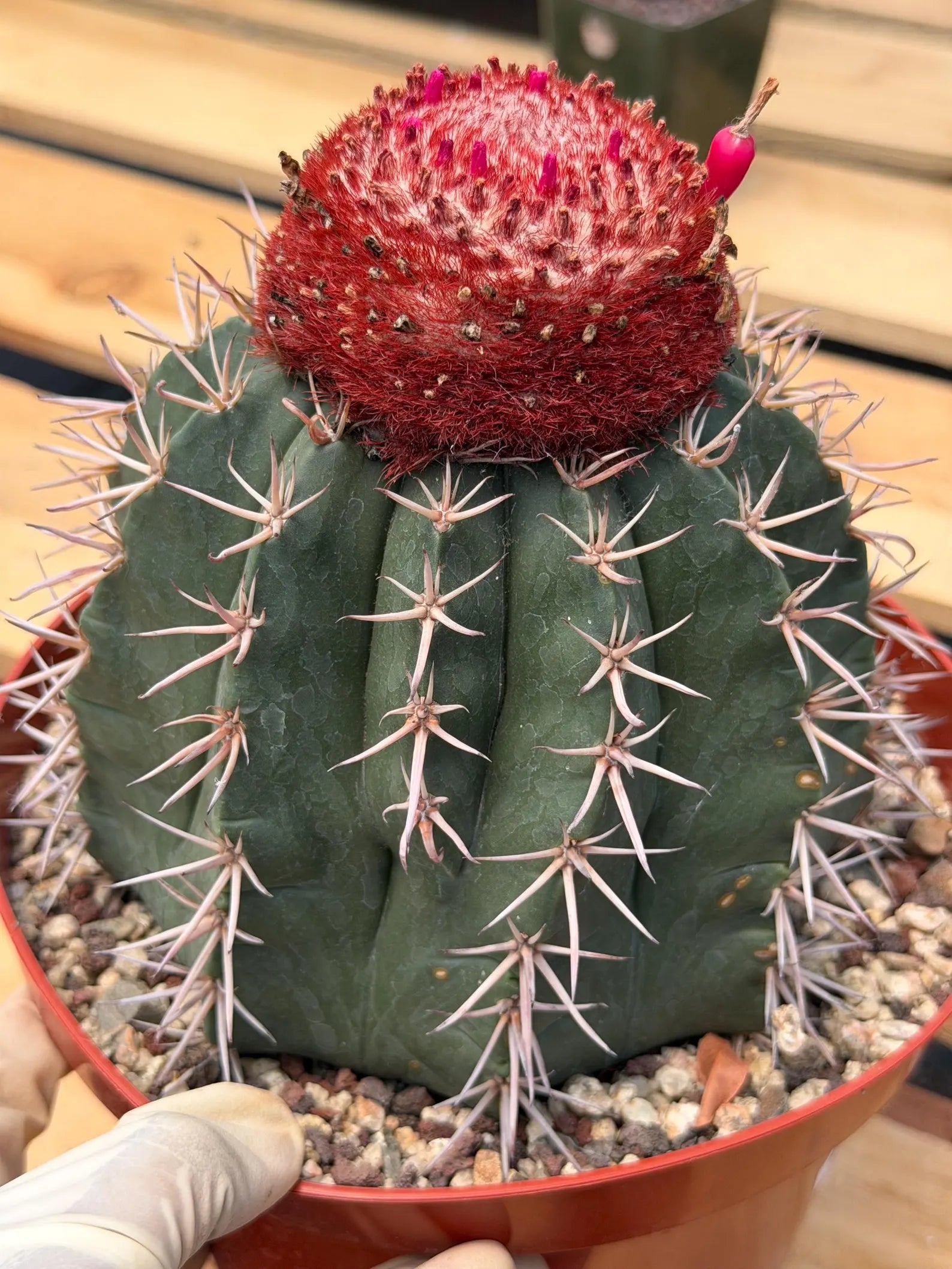 Melocactus Matanzanus | Rare Live Specimen Cactus