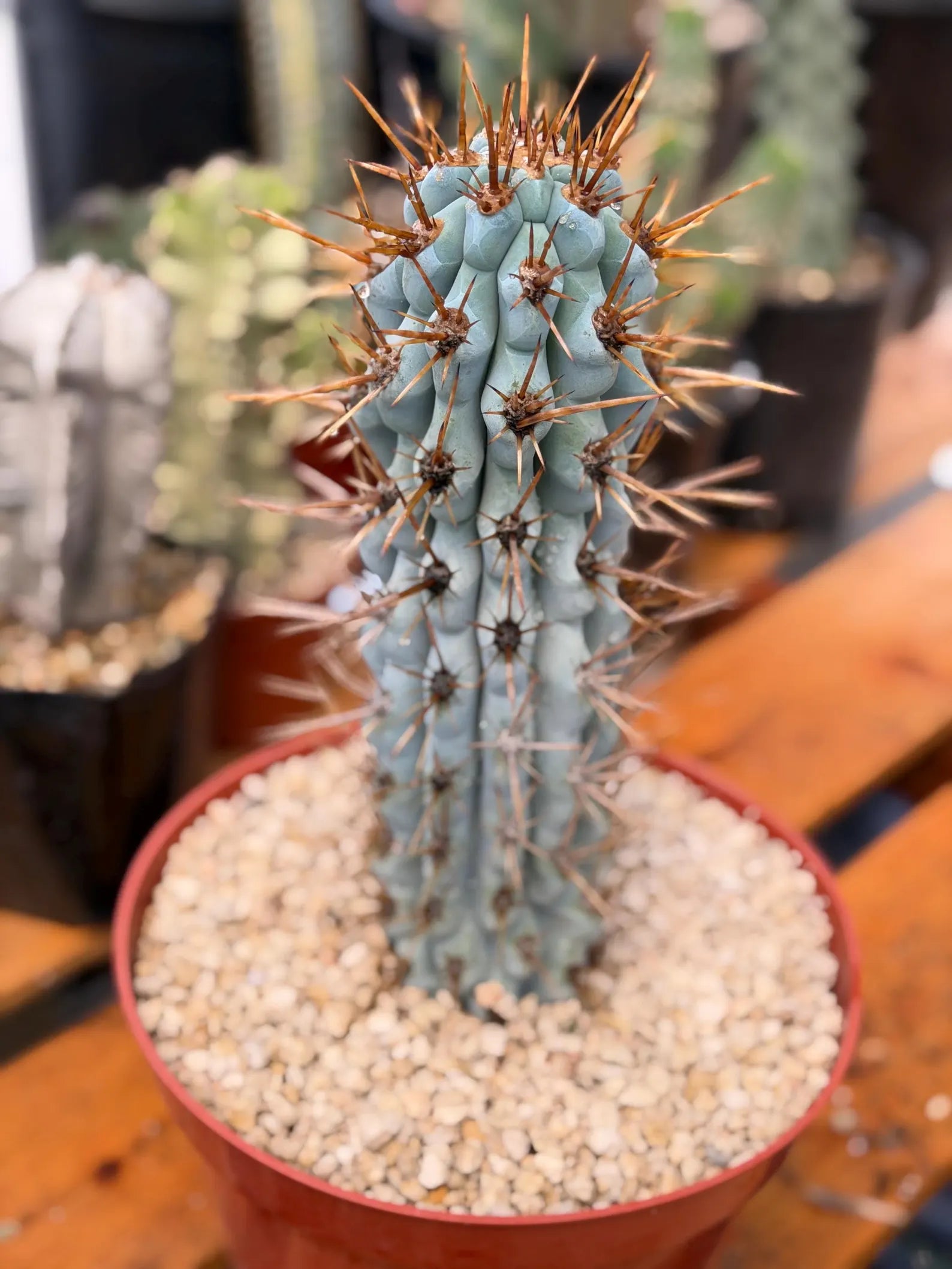 Browningia Hertlingiana Blue Cactus | Rare Blue Columnar Cactus