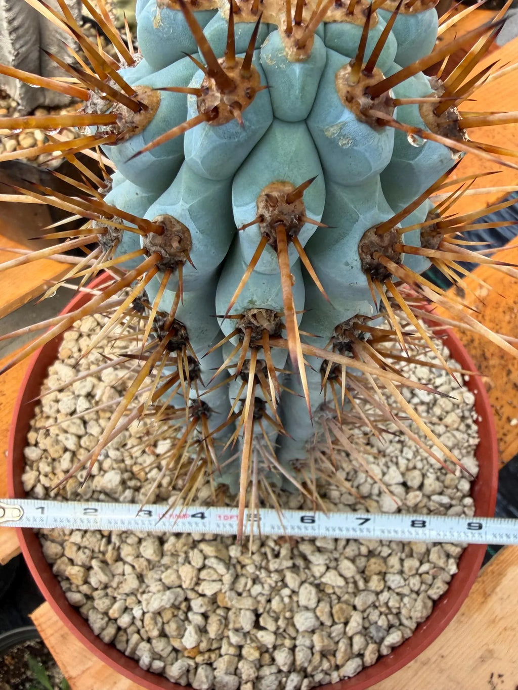 Browningia Hertlingiana Blue Cactus | Rare Blue Columnar Cactus