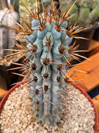 Browningia Hertlingiana Blue Cactus | Rare Blue Columnar Cactus