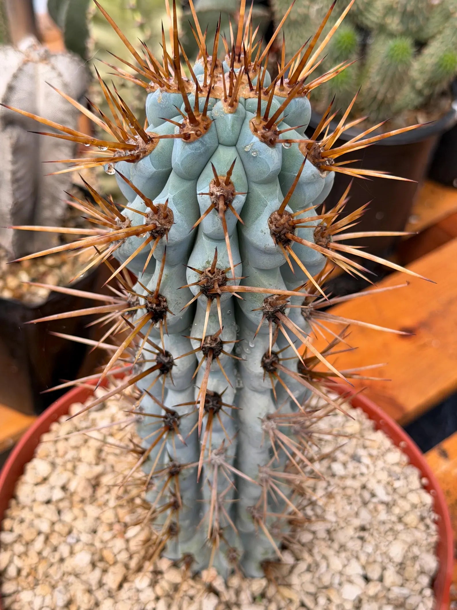 Browningia Hertlingiana Blue Cactus | Rare Blue Columnar Cactus