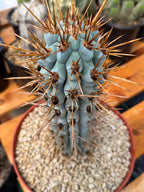 Browningia Hertlingiana Blue Cactus | Rare Blue Columnar Cactus