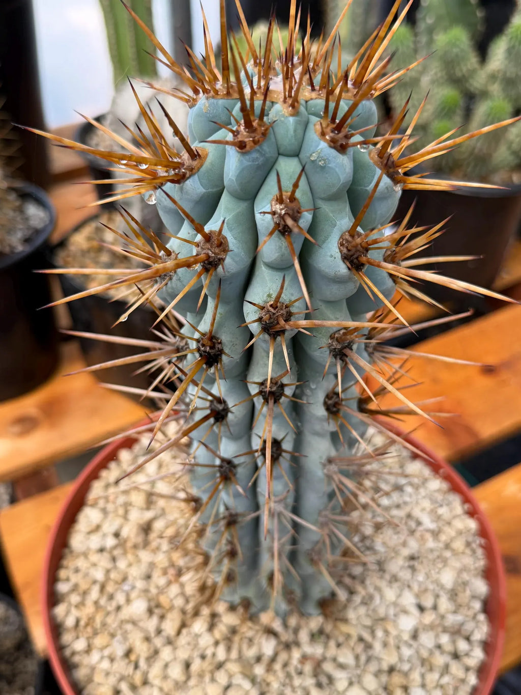 Browningia Hertlingiana Blue Cactus | Rare Blue Columnar Cactus