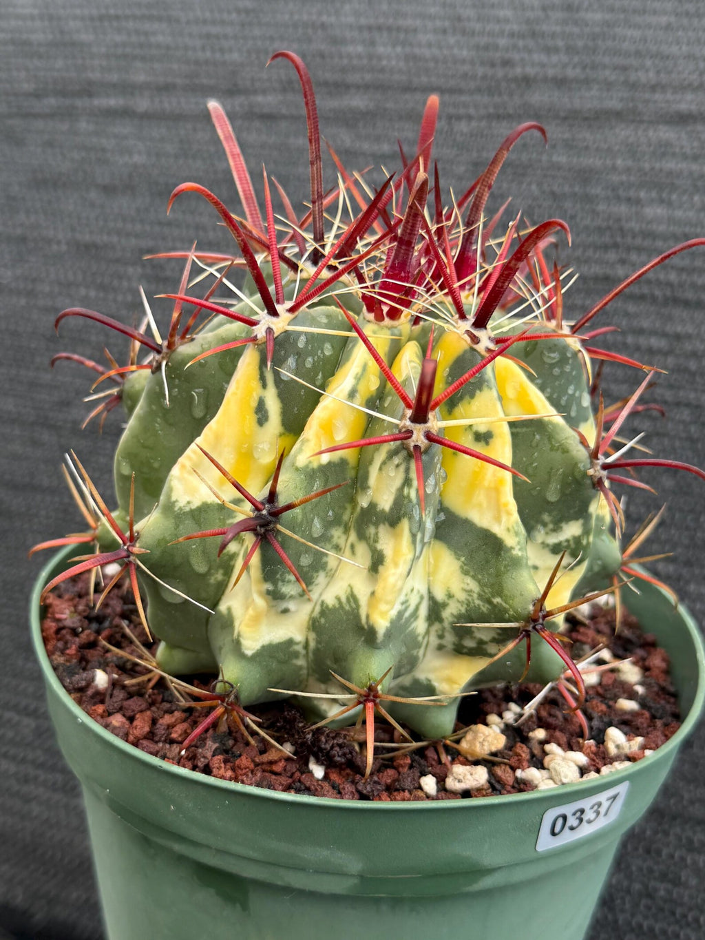 Variegated Ferocactus Gracilis #337 |