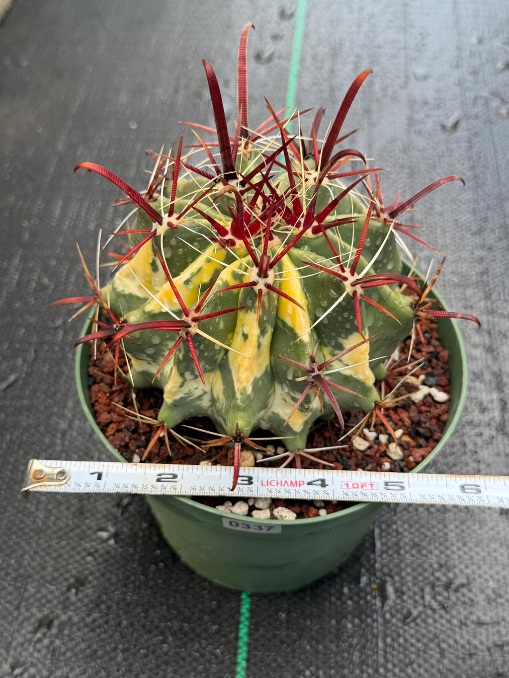 Variegated Ferocactus Gracilis #337 |