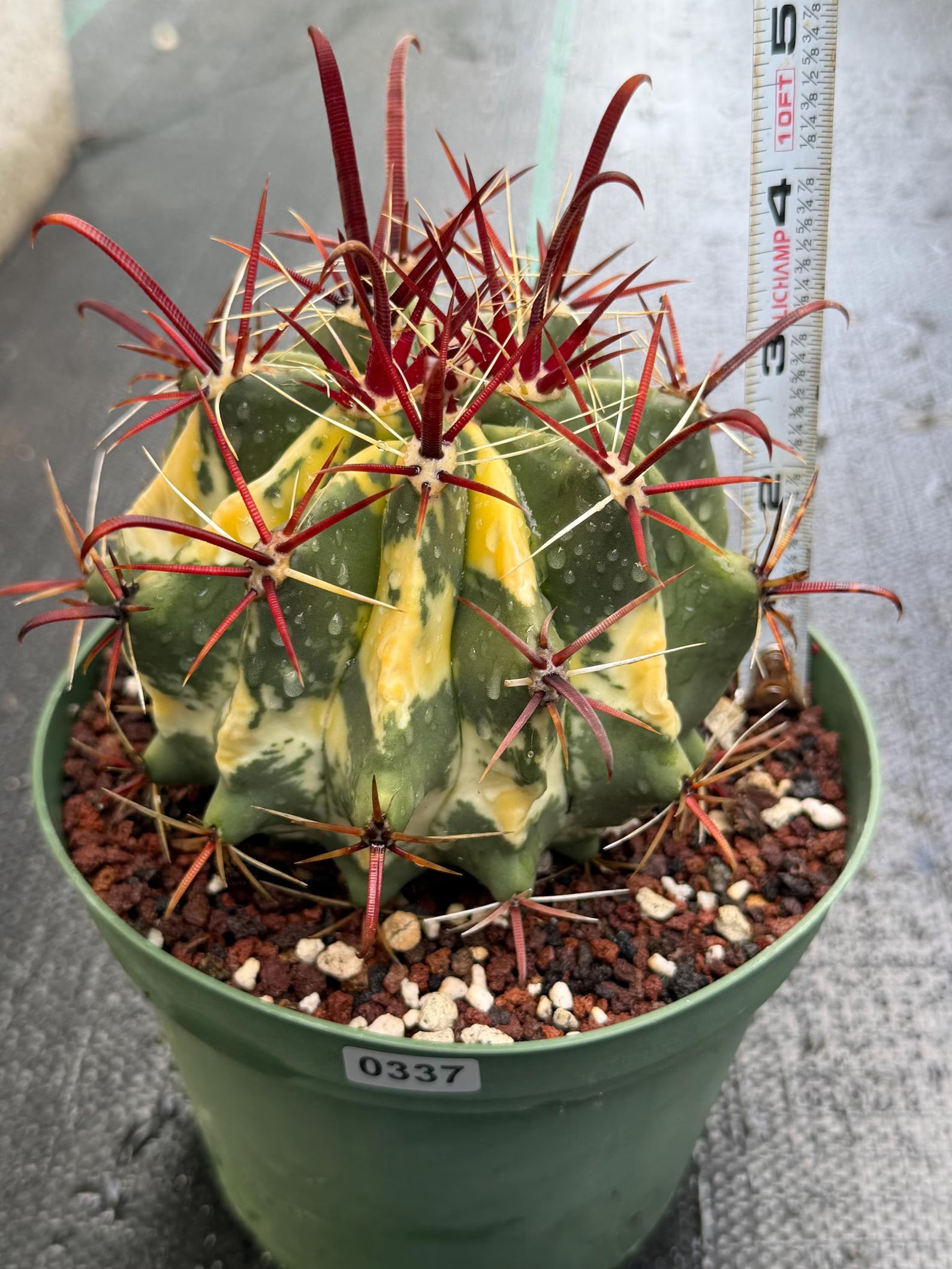 Variegated Ferocactus Gracilis #337 |