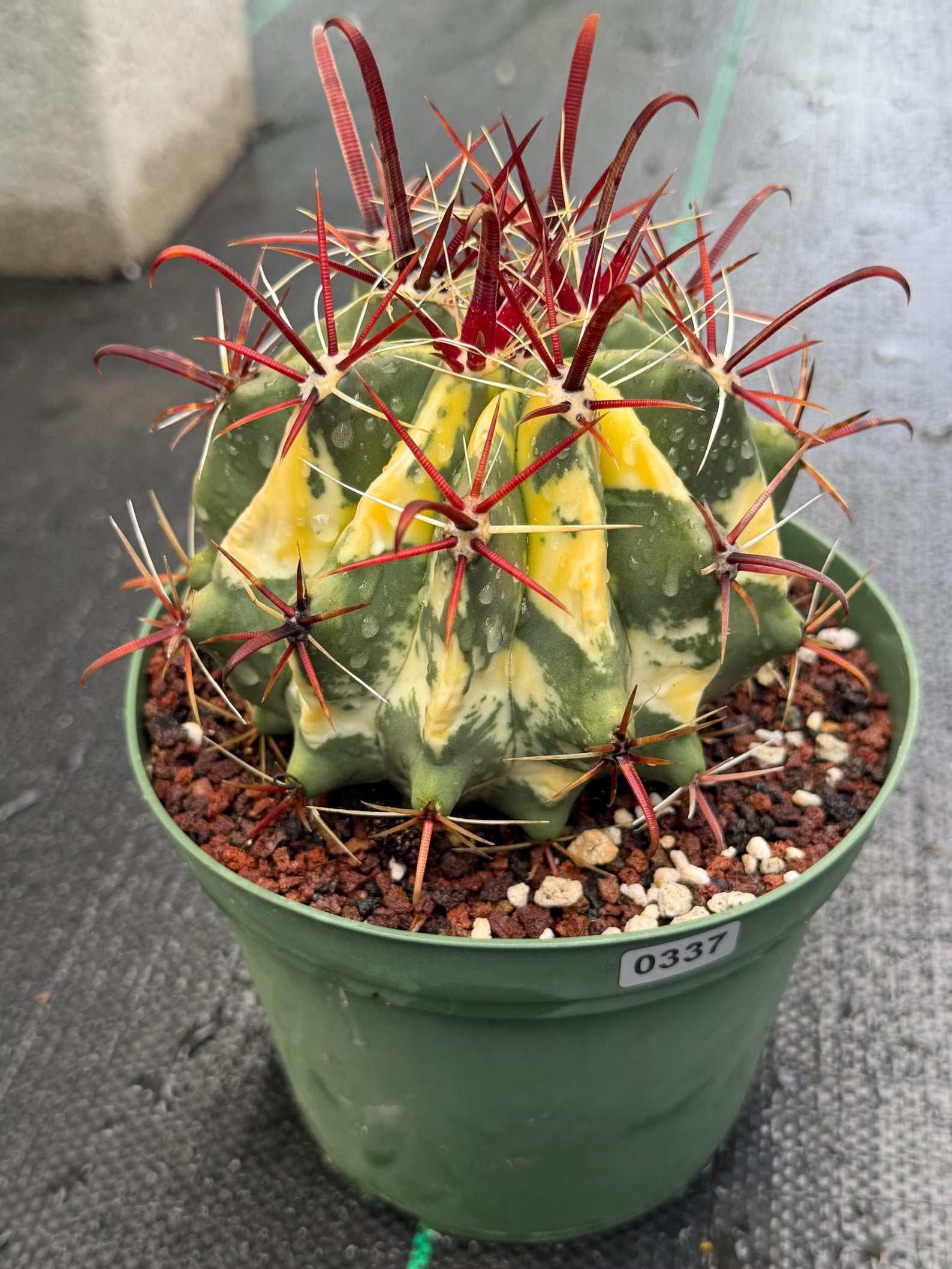 Variegated Ferocactus Gracilis #337 |