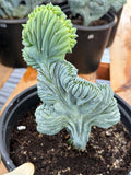 Crested Blue Myrtle Cactus Easy Care Specimen Plant #554