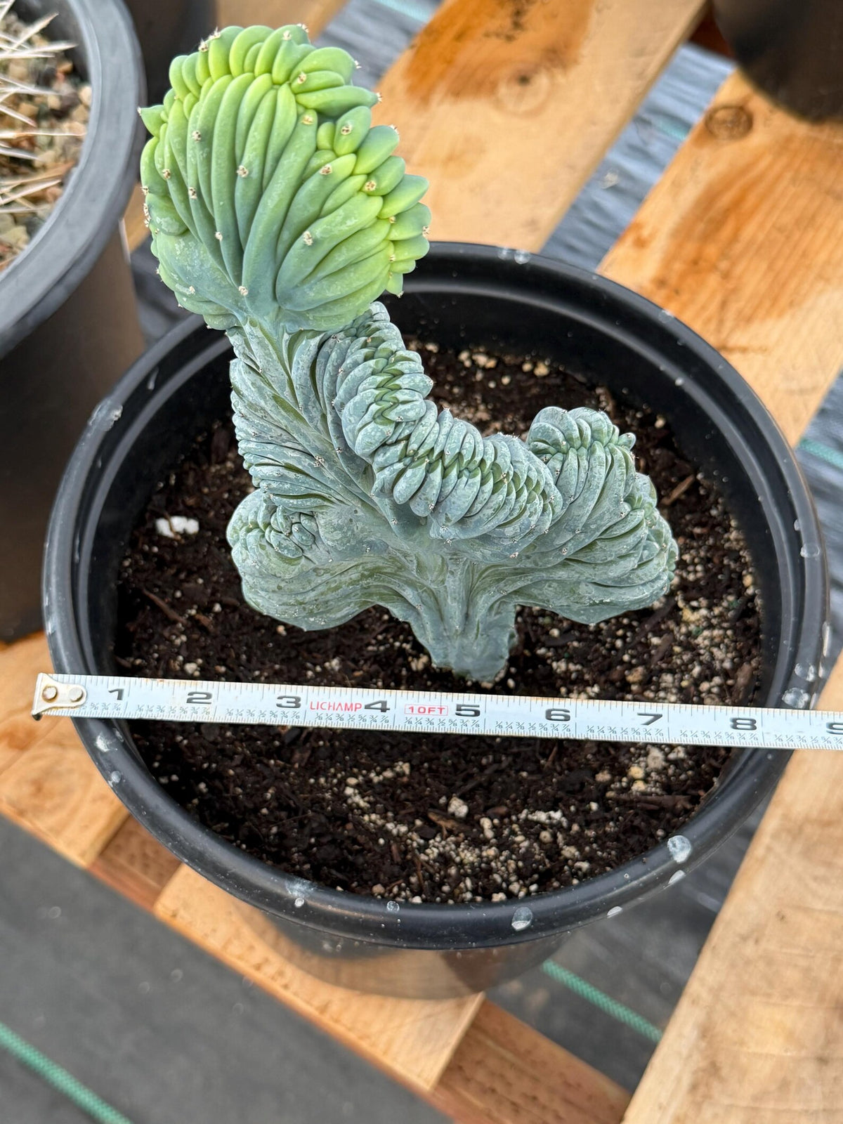 Crested Blue Myrtle Cactus Easy Care Specimen Plant #554