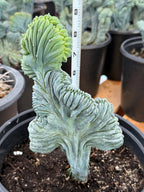 Crested Blue Myrtle Cactus Easy Care Specimen Plant #554