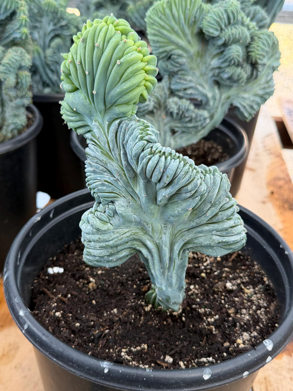 Crested Blue Myrtle Cactus Easy Care Specimen Plant #554