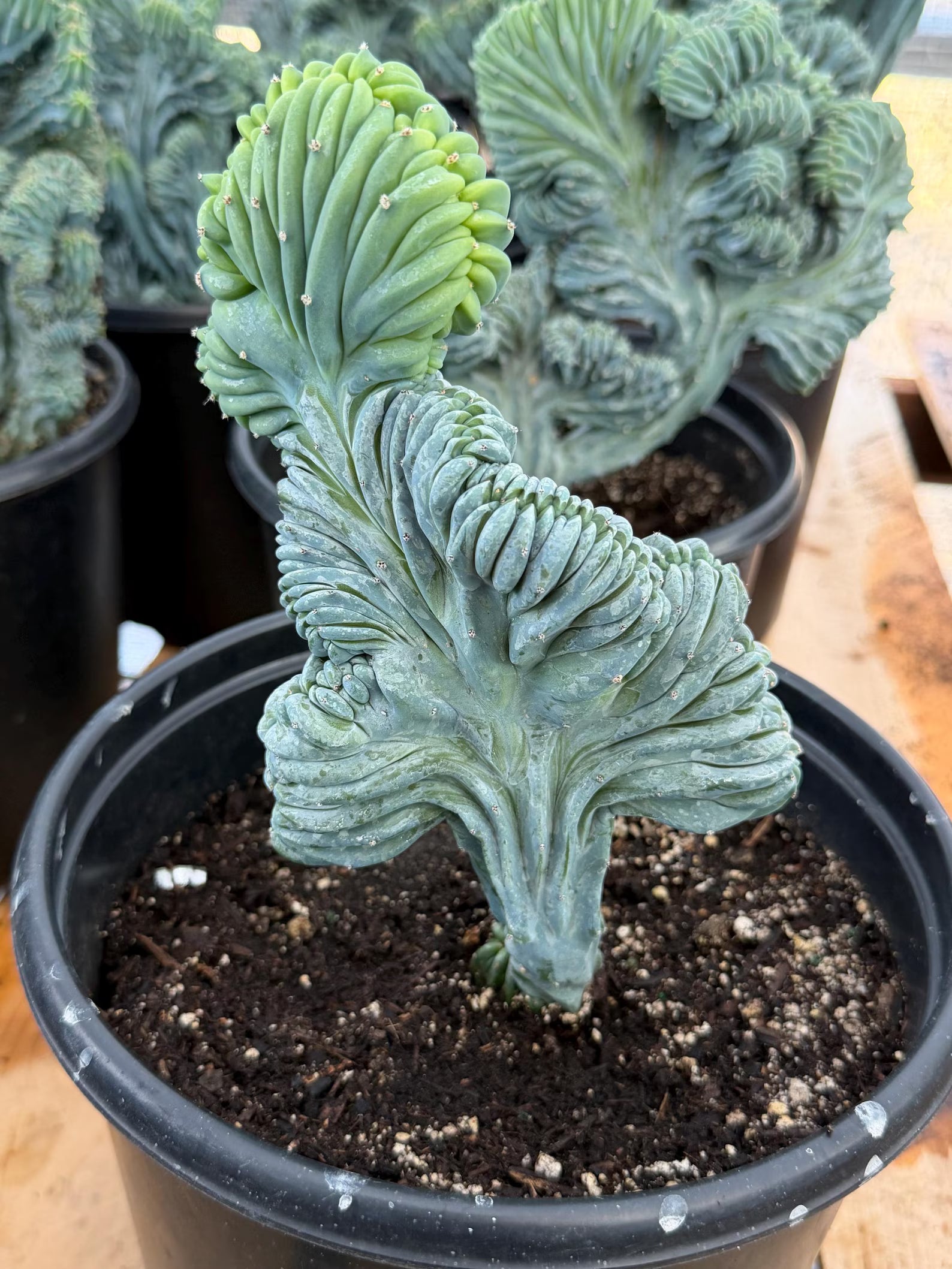 Crested Blue Myrtle Cactus Easy Care Specimen Plant #554