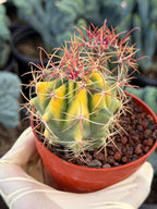 Variegated Ferocactus Gracilis | Seed Grown Rare Live Cactus | Red Spine Cactus Plant #352