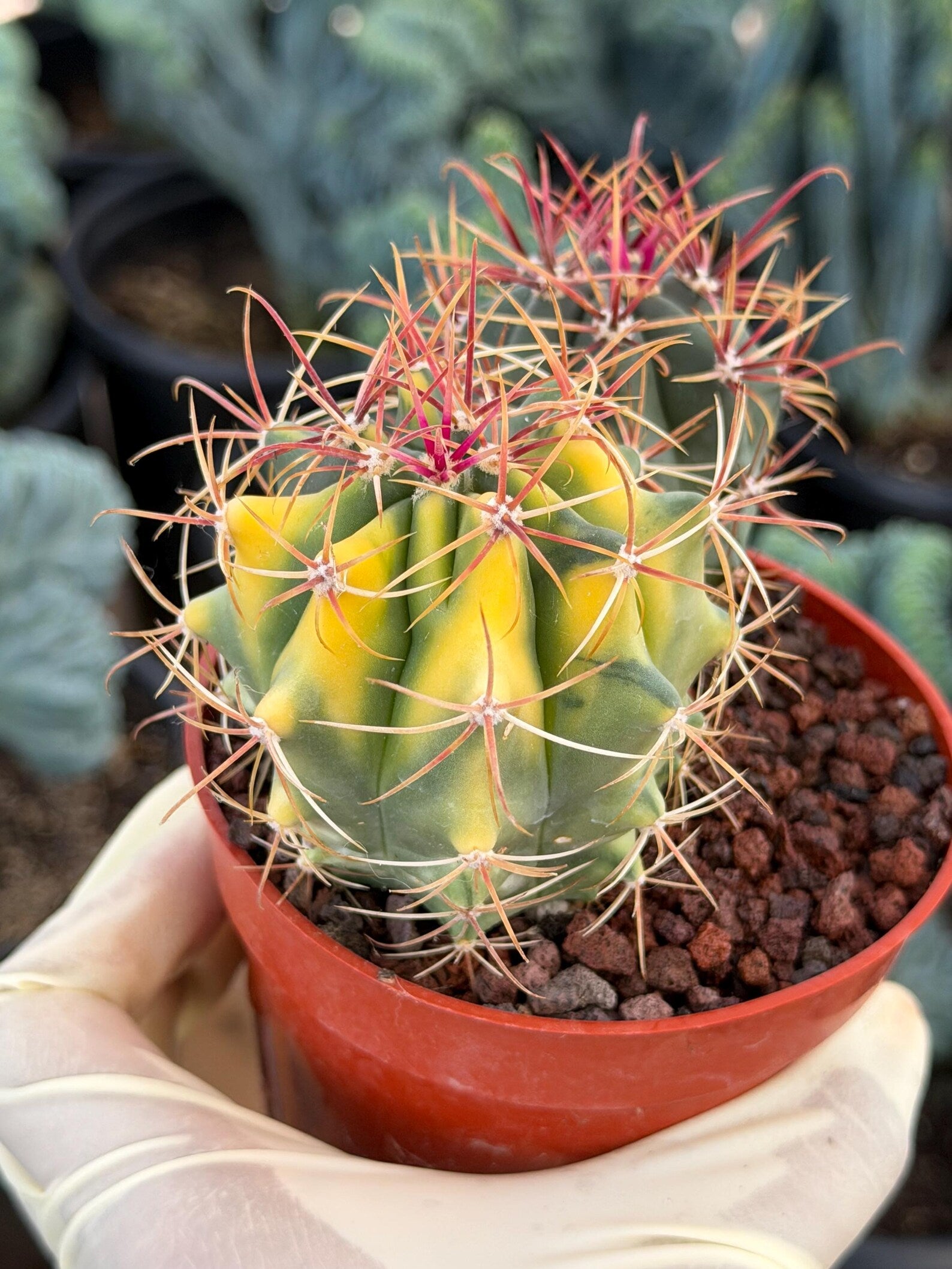 Variegated Ferocactus Gracilis | Seed Grown Rare Live Cactus | Red Spine Cactus Plant #352