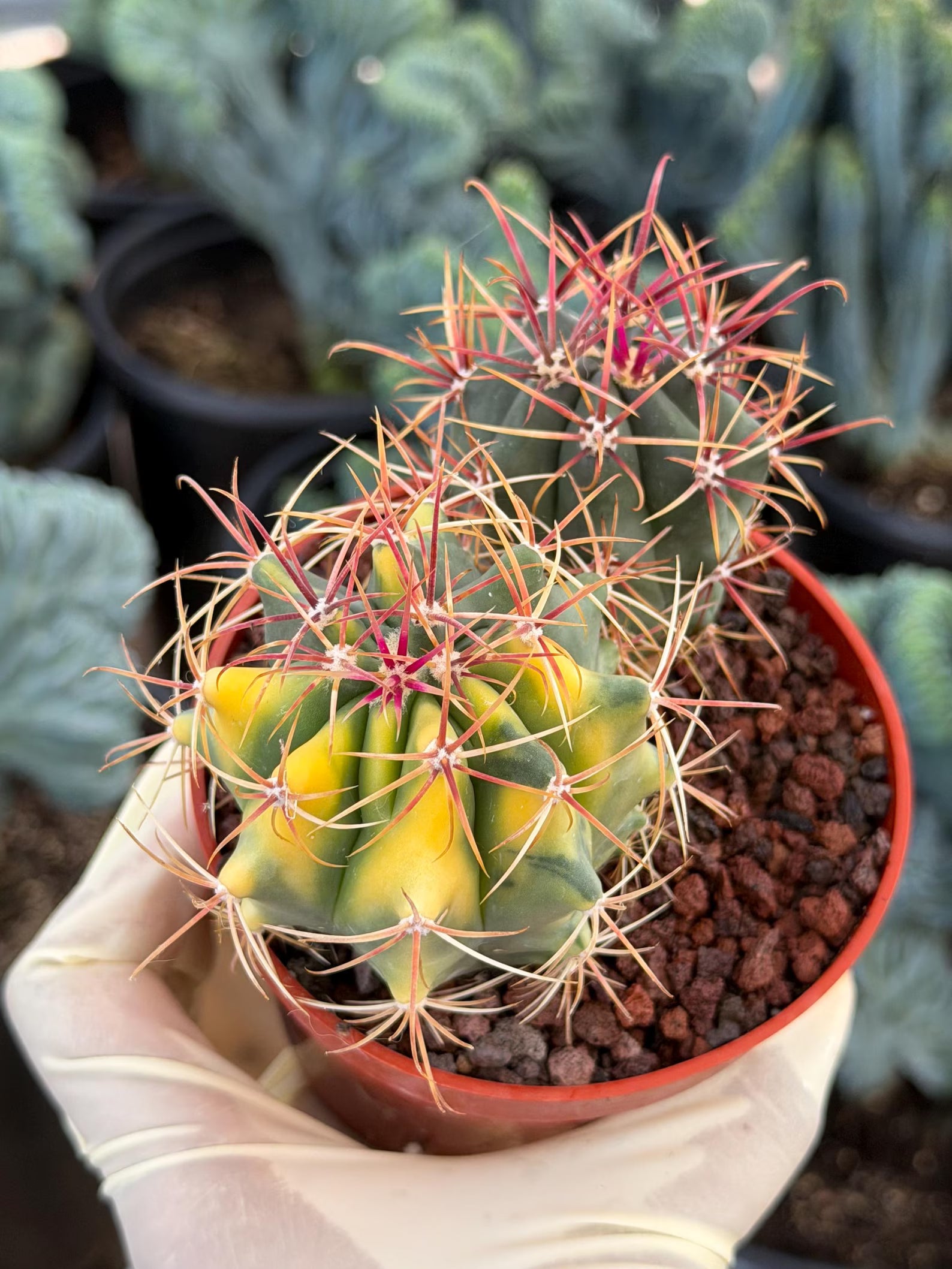 Variegated Ferocactus Gracilis | Seed Grown Rare Live Cactus | Red Spine Cactus Plant #352