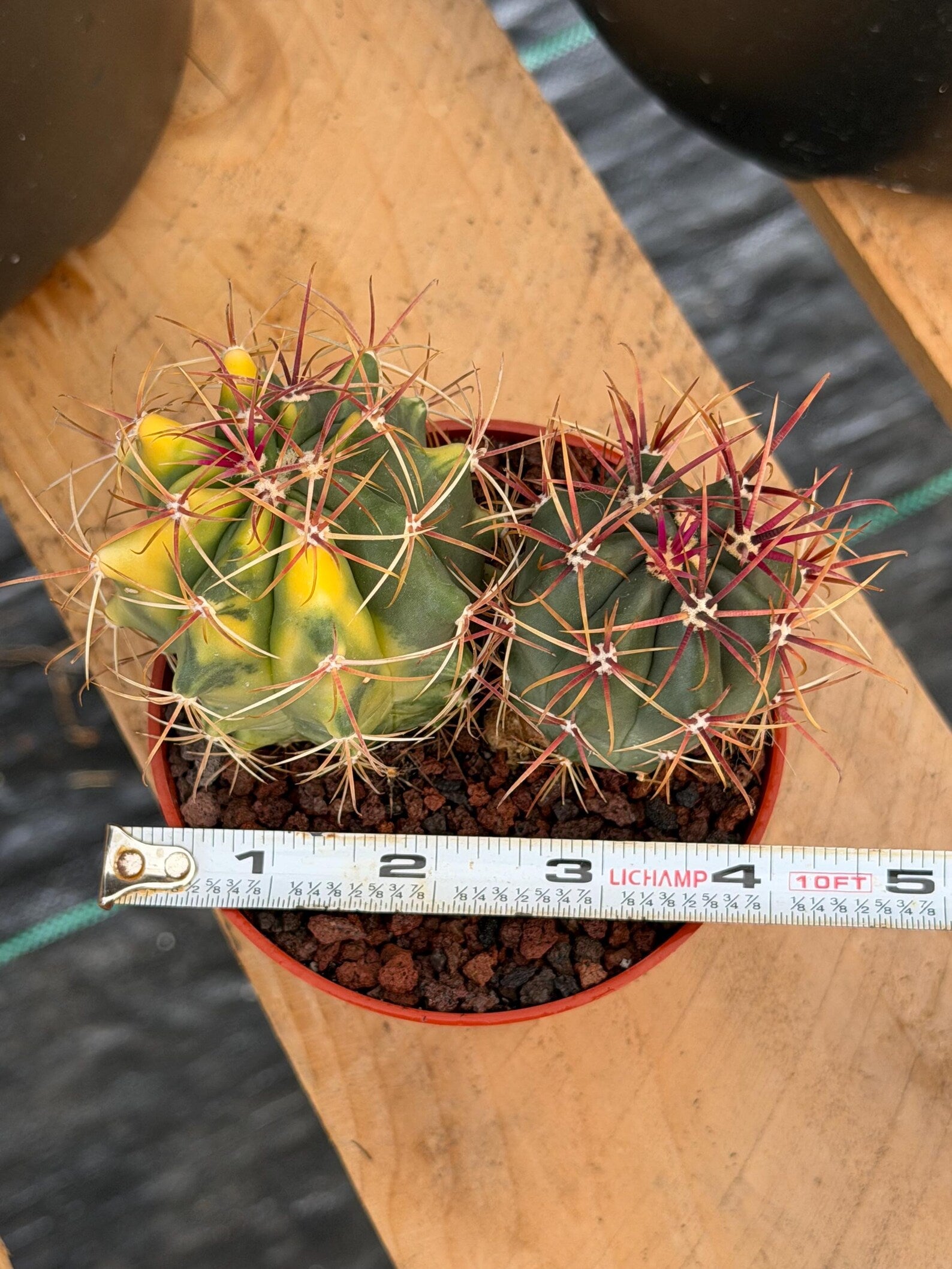 Variegated Ferocactus Gracilis | Seed Grown Rare Live Cactus | Red Spine Cactus Plant #352