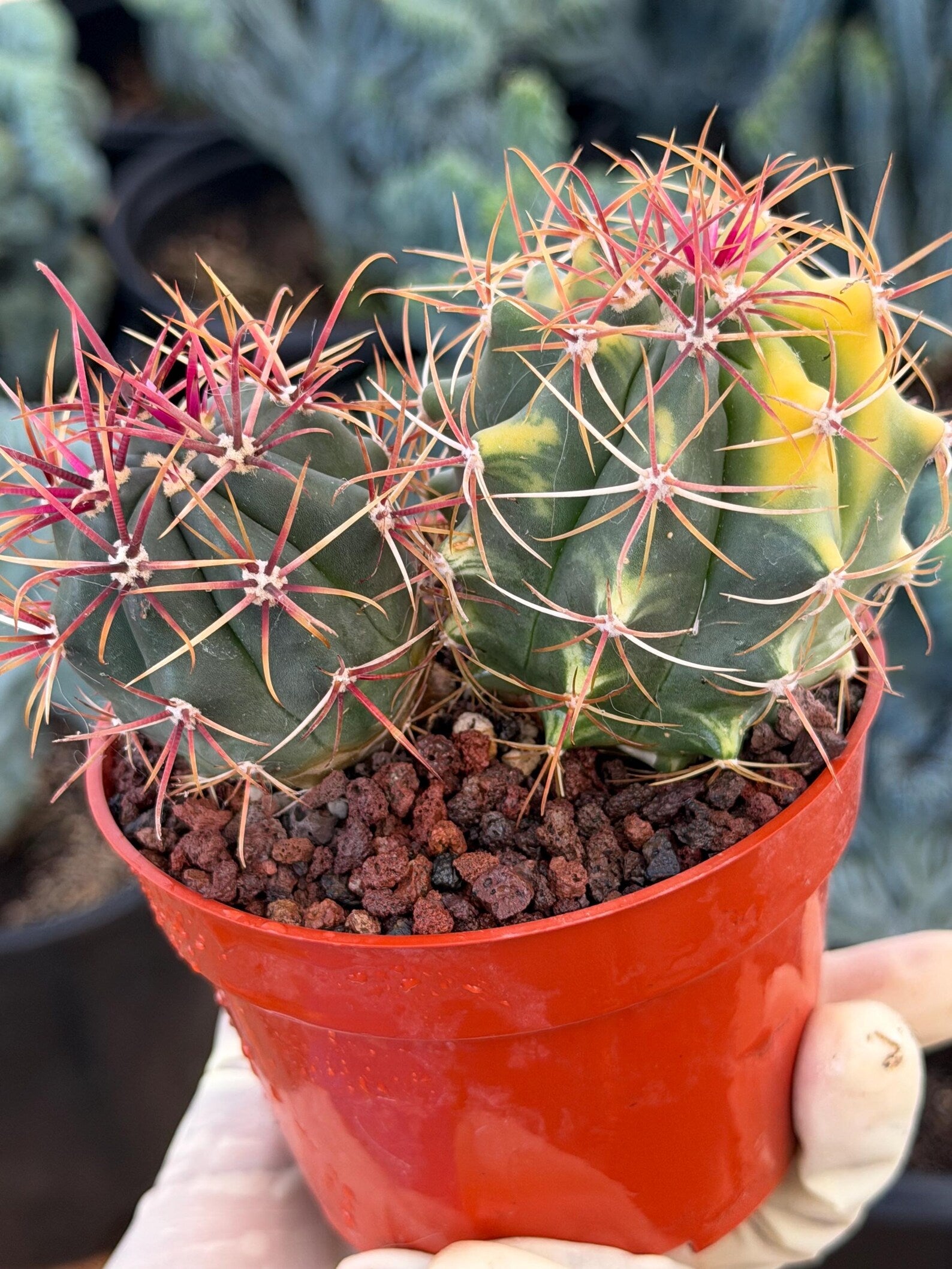 Variegated Ferocactus Gracilis | Seed Grown Rare Live Cactus | Red Spine Cactus Plant #352