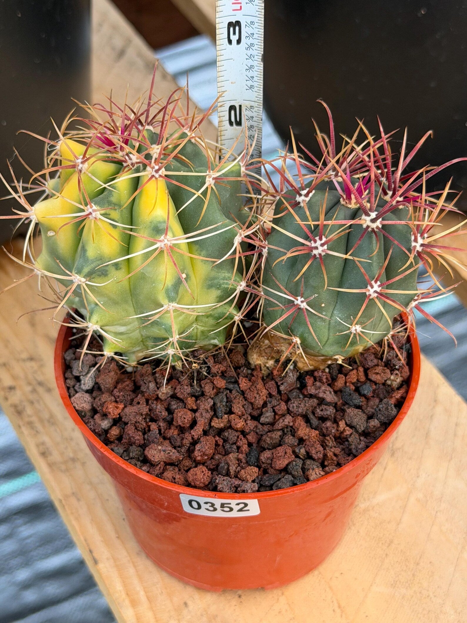 Variegated Ferocactus Gracilis | Seed Grown Rare Live Cactus | Red Spine Cactus Plant #352