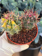 Variegated Ferocactus Gracilis | Seed Grown Rare Live Cactus | Red Spine Cactus Plant #352