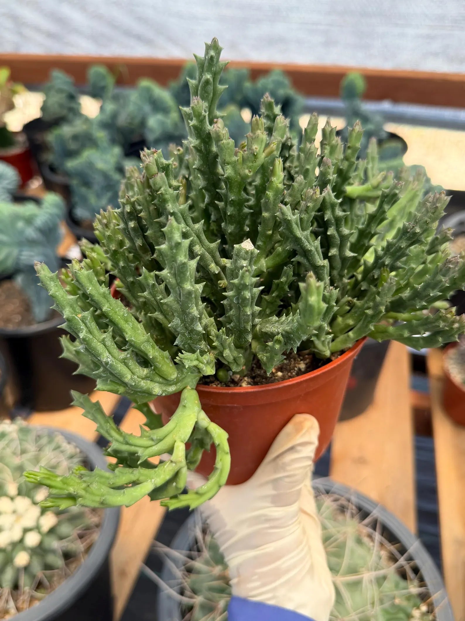 Stapelia Orbea Large Succulent | Rare Live Plant | Hanging Basket Plant #392