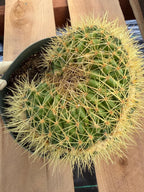 Crested Golden Barrel Cactus | Rare U-Shape Crested Cactus | Live Succulent #313