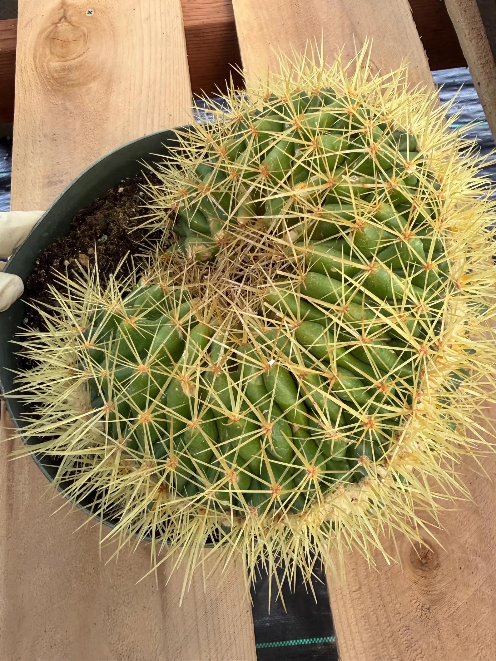 Crested Golden Barrel Cactus | Rare U-Shape Crested Cactus | Live Succulent #313