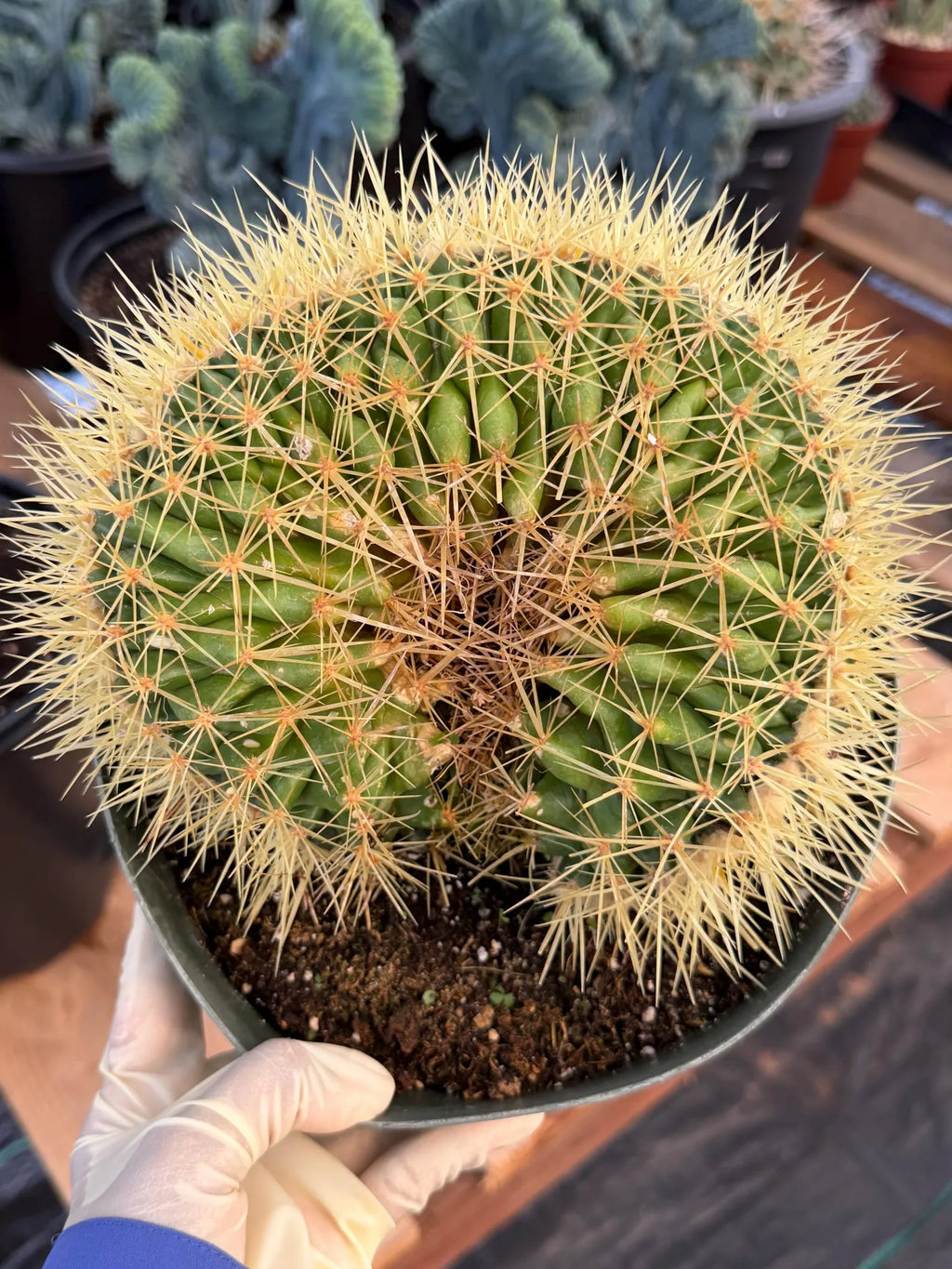 Crested Golden Barrel Cactus | Rare U-Shape Crested Cactus | Live Succulent #313