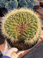 Crested Golden Barrel Cactus | Rare U-Shape Crested Cactus | Live Succulent #313