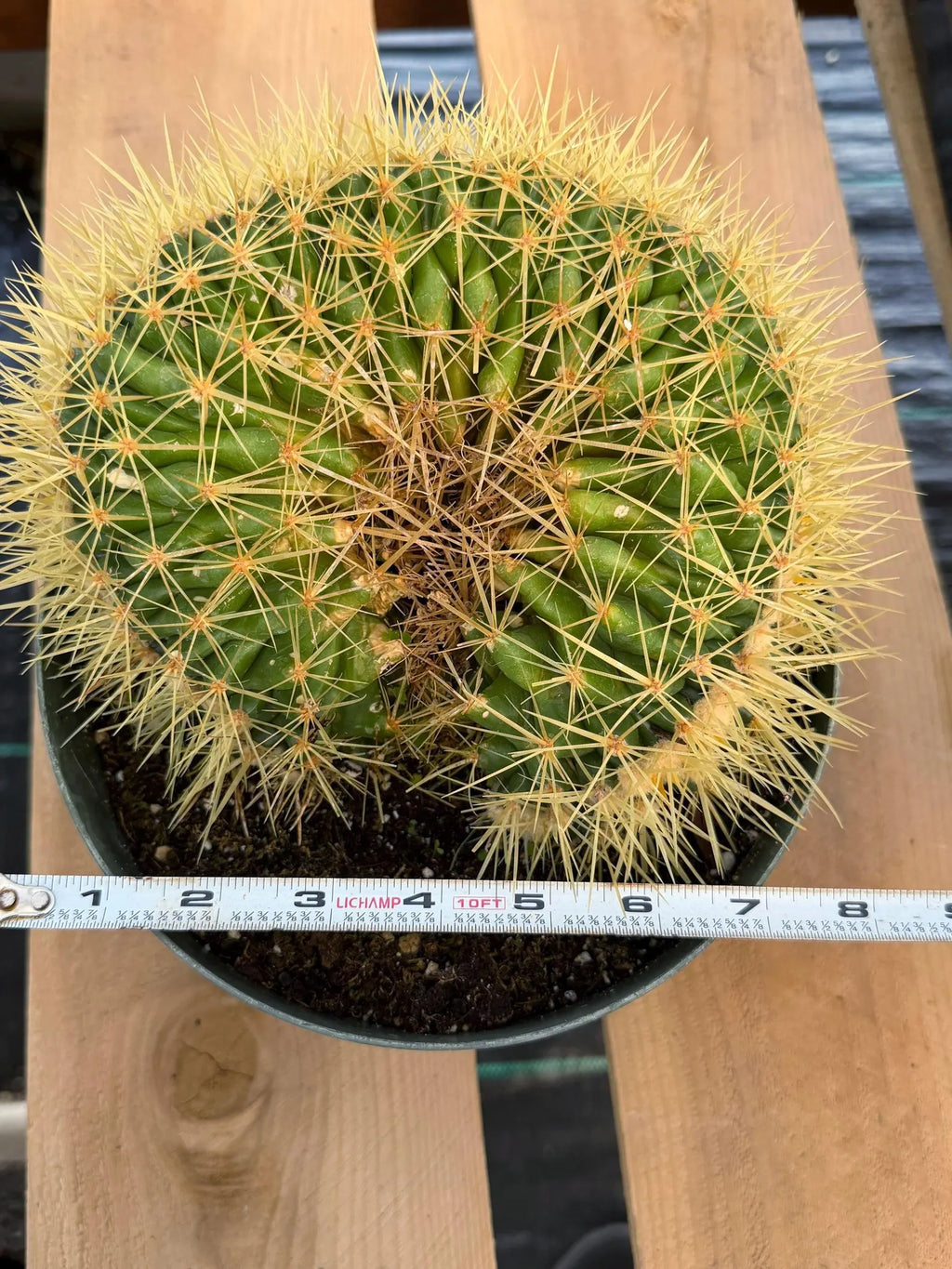Crested Golden Barrel Cactus | Rare U-Shape Crested Cactus | Live Succulent #313