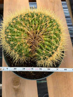 Crested Golden Barrel Cactus | Rare U-Shape Crested Cactus | Live Succulent #313