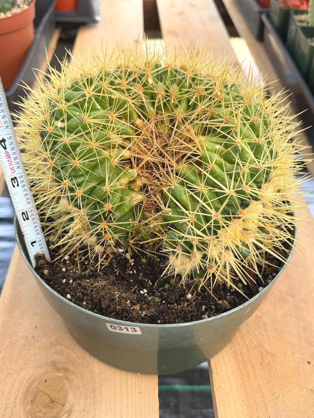 Crested Golden Barrel Cactus | Rare U-Shape Crested Cactus | Live Succulent #313