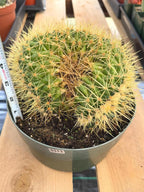 Crested Golden Barrel Cactus | Rare U-Shape Crested Cactus | Live Succulent #313