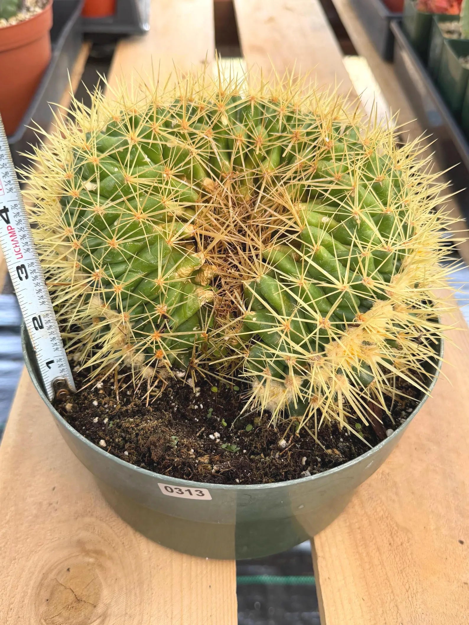 Crested Golden Barrel Cactus | Rare U-Shape Crested Cactus | Live Succulent #313