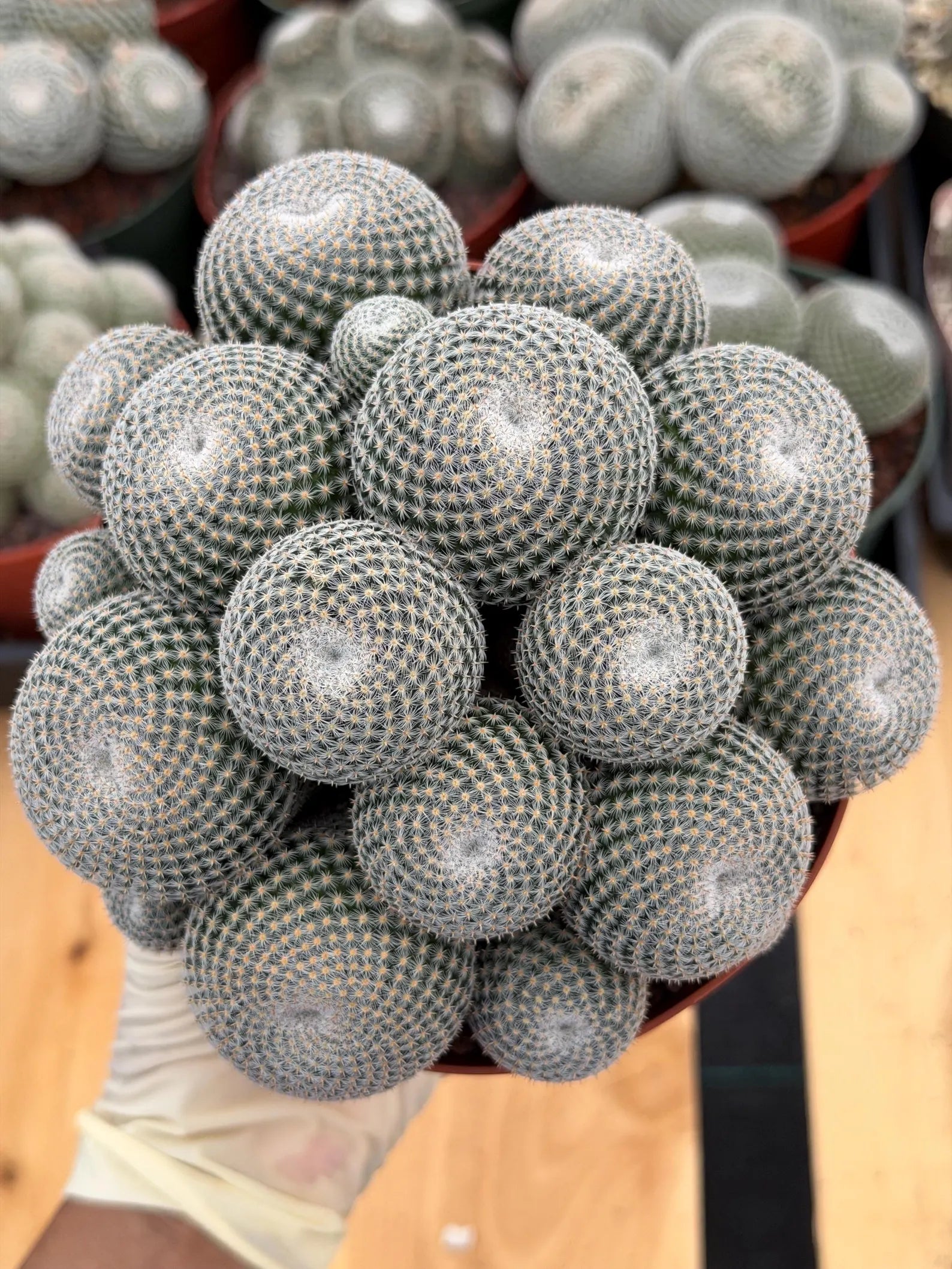 Mammillaria Perbella Cluster Cactus #699