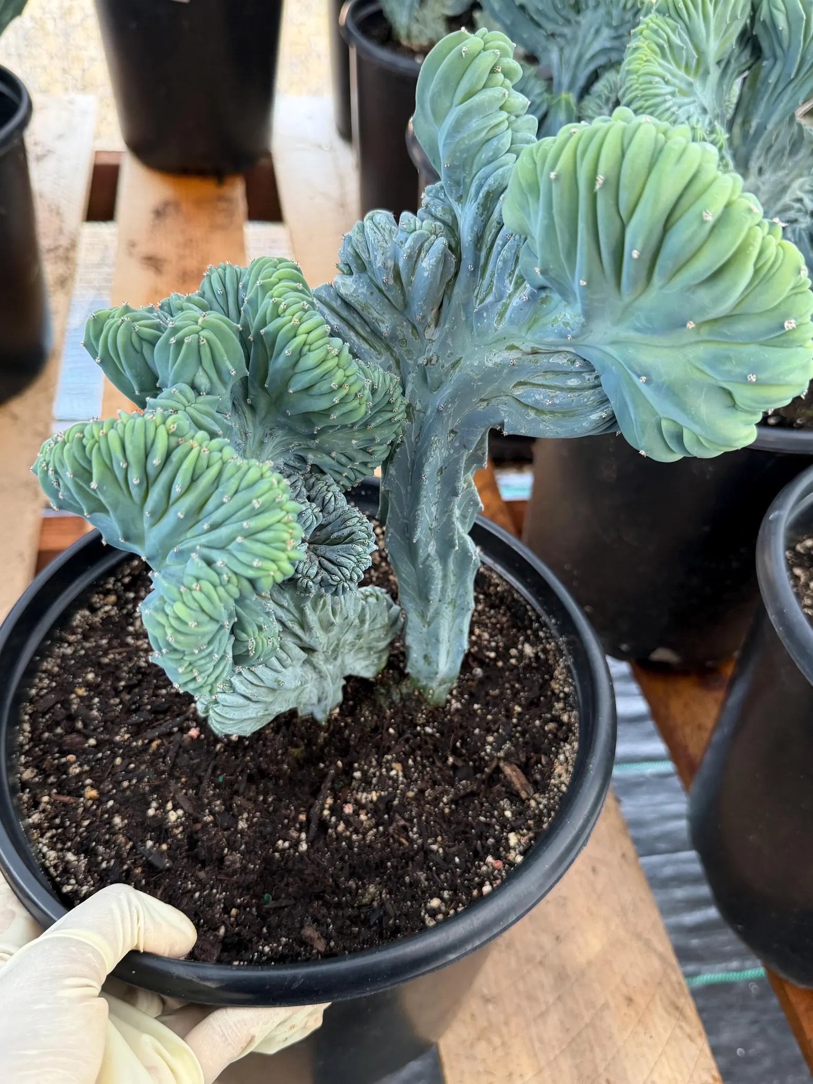 Crested Blue Myrtle Cactus | Rare Live Collector Cactus #315